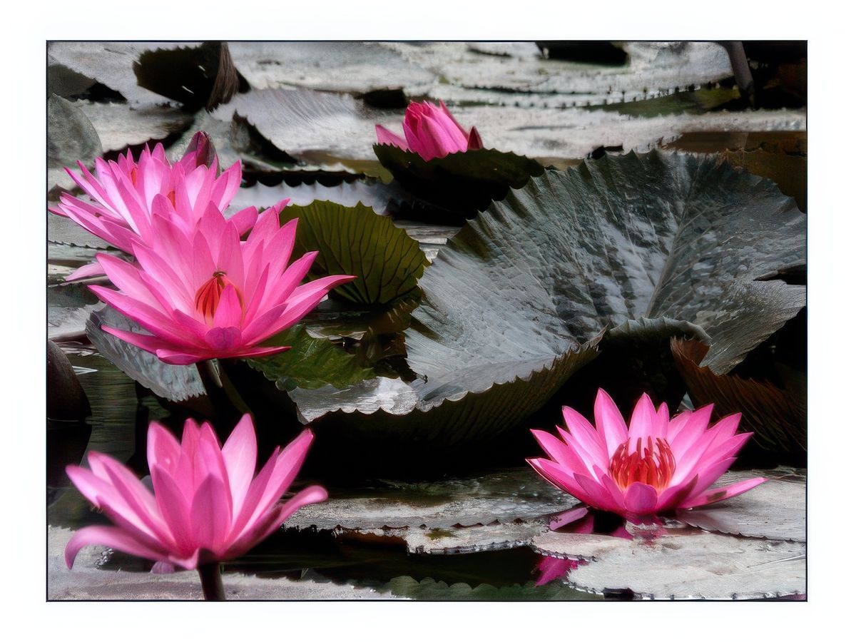 Nous prendrons notre petit déjeuner à l' arrière de l' hôtel au bord d' un petit lac paré de fleurs de lotus.