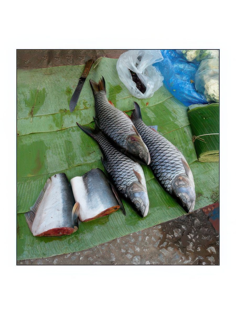 Du beau poisson.