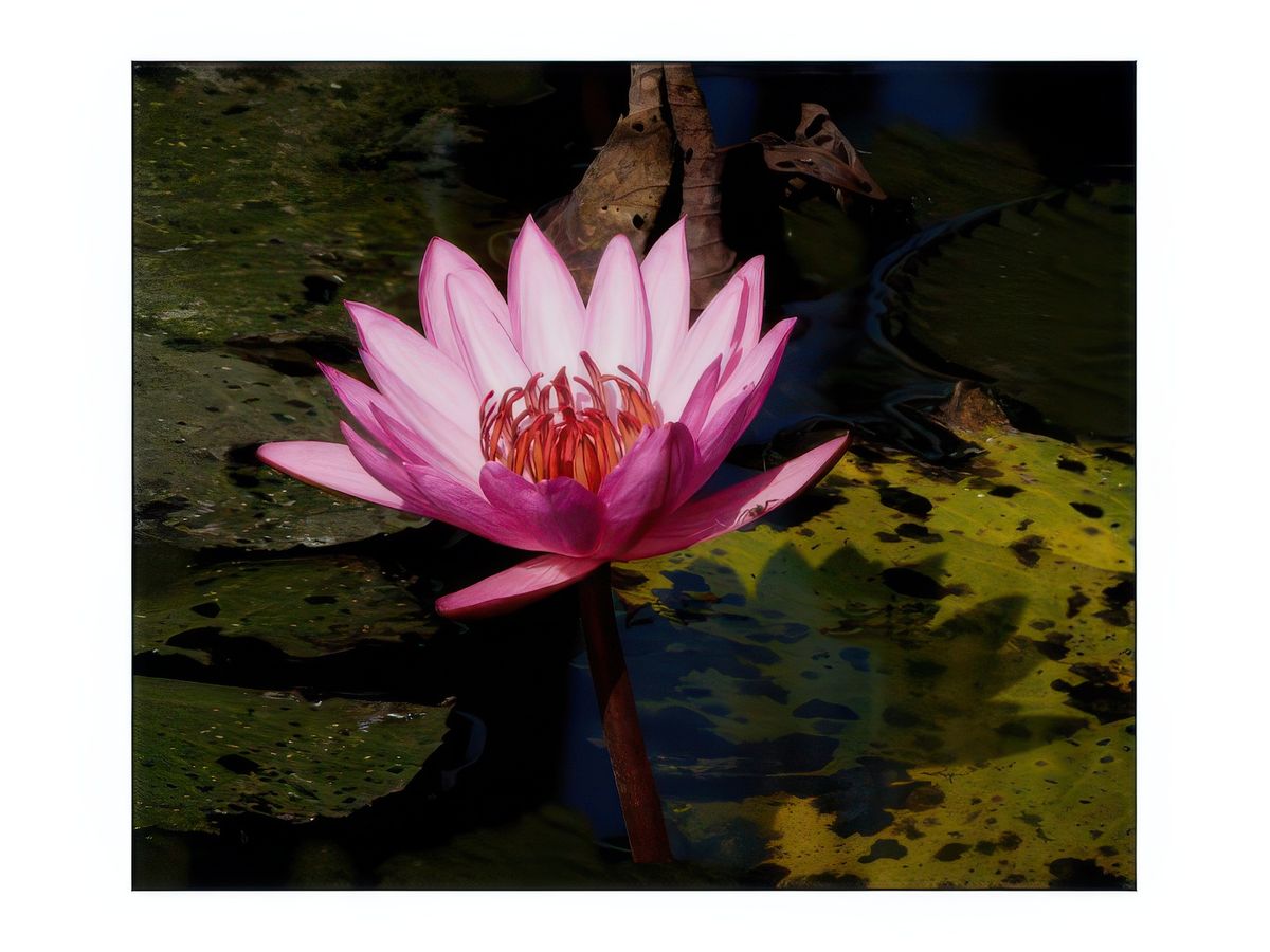 Le lotus et l'insecte.