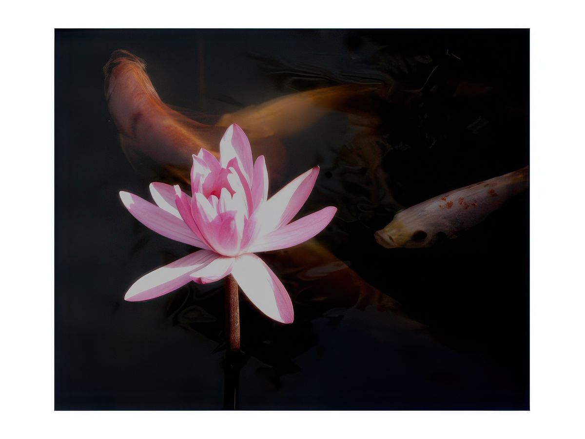 Les poissons et fleurs de lotus des bassins du palais royal.