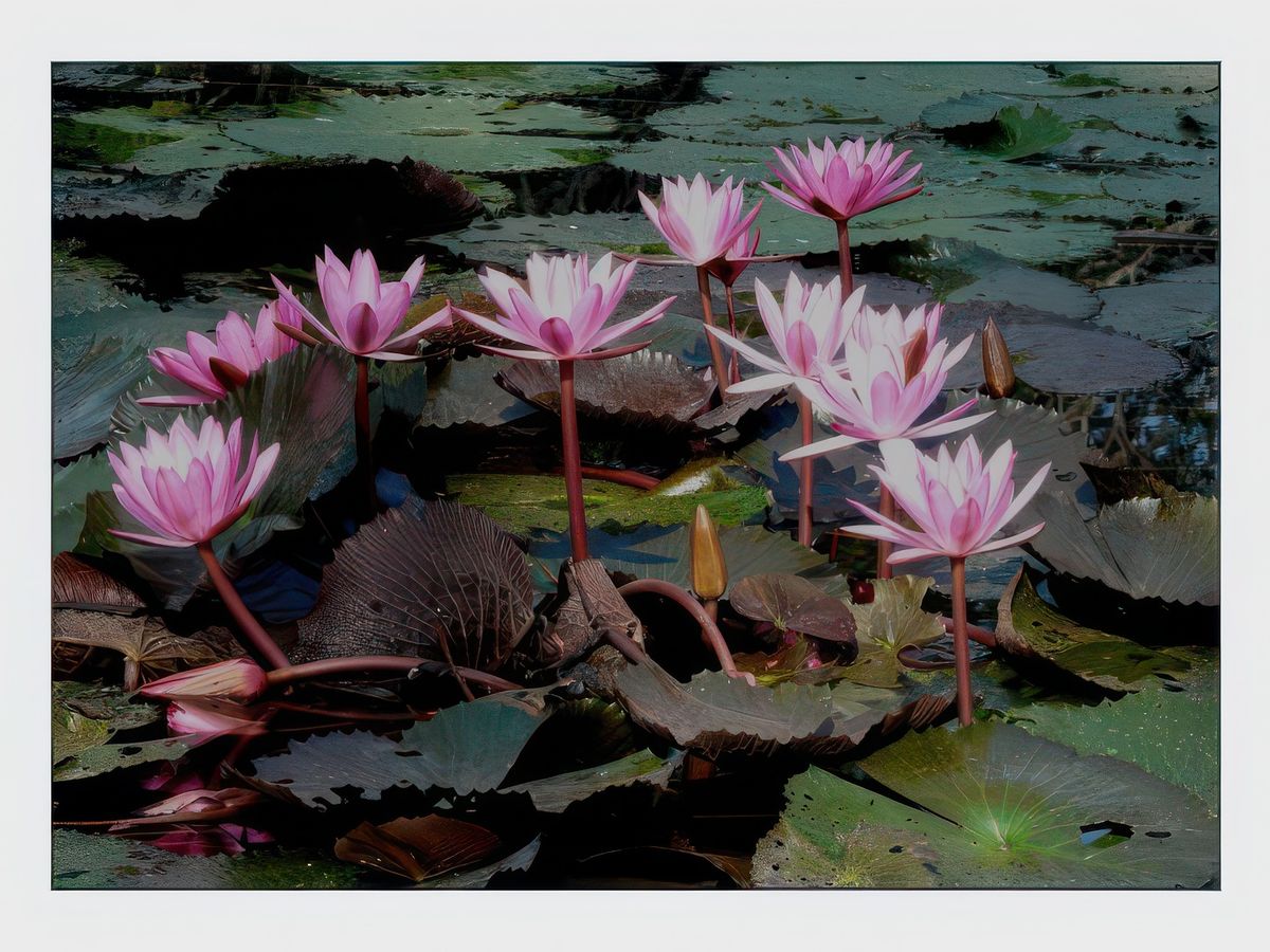 Bassin aux lotus du palais royal.