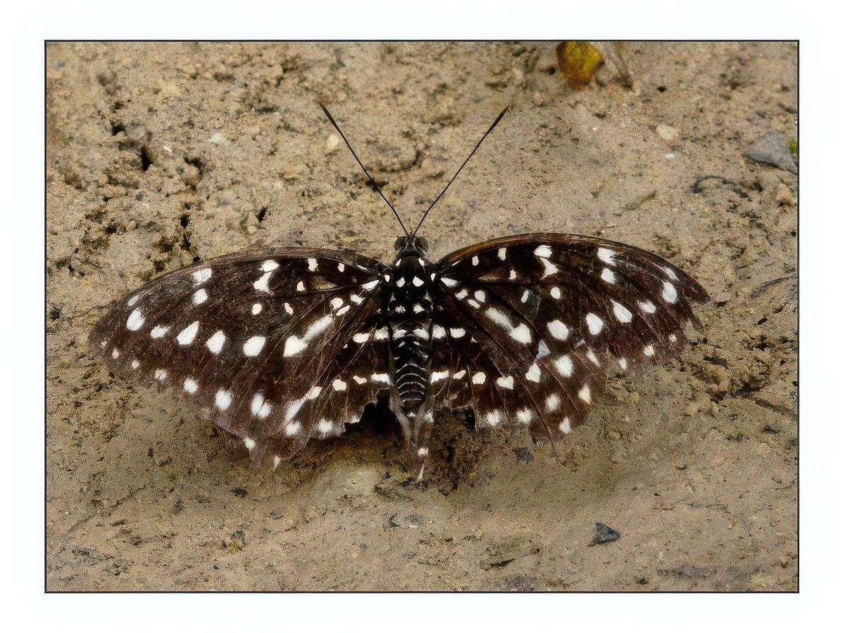 Papillon de belle taille.