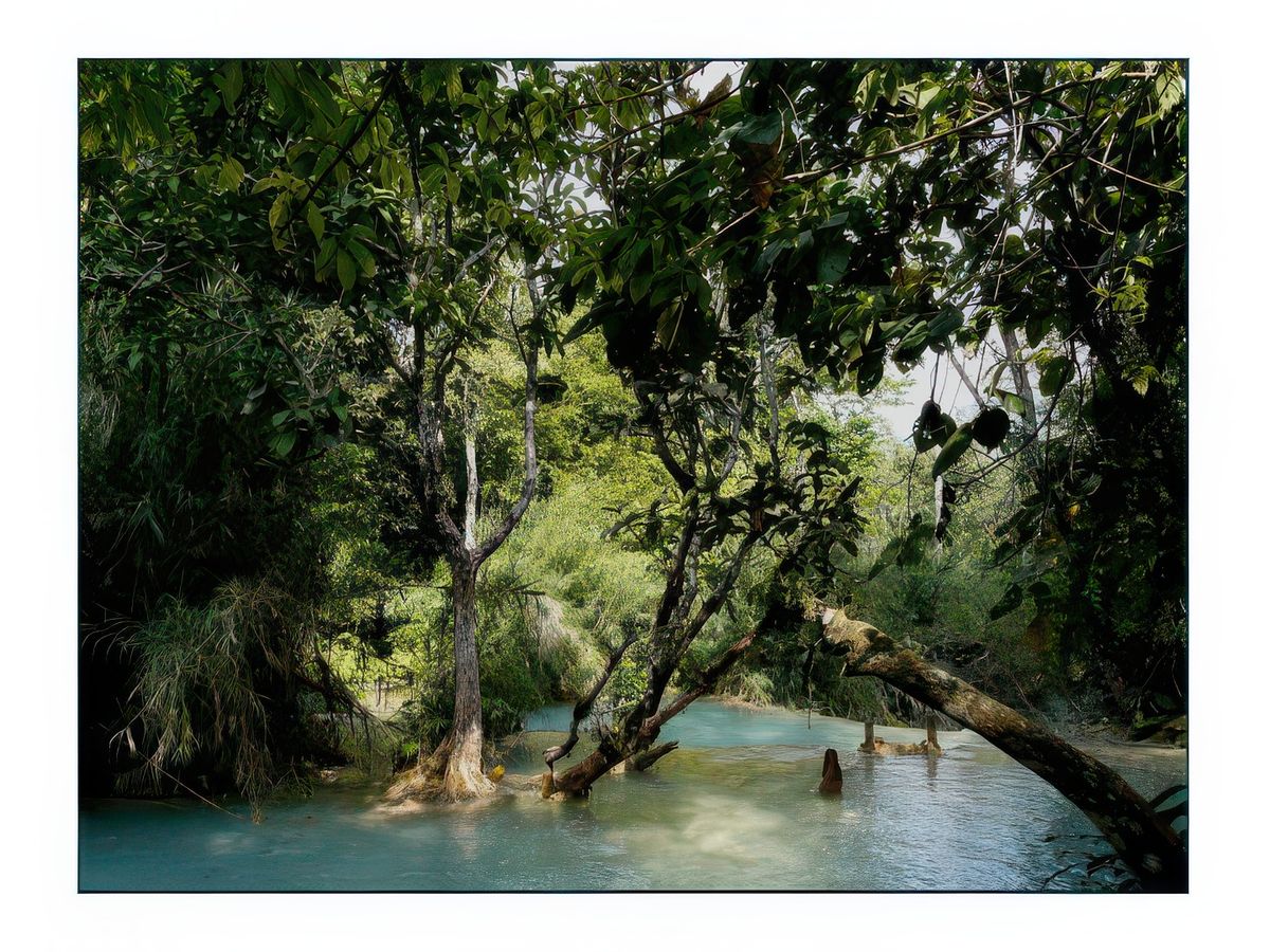 La rivière court à travers les arbres et la végétation.