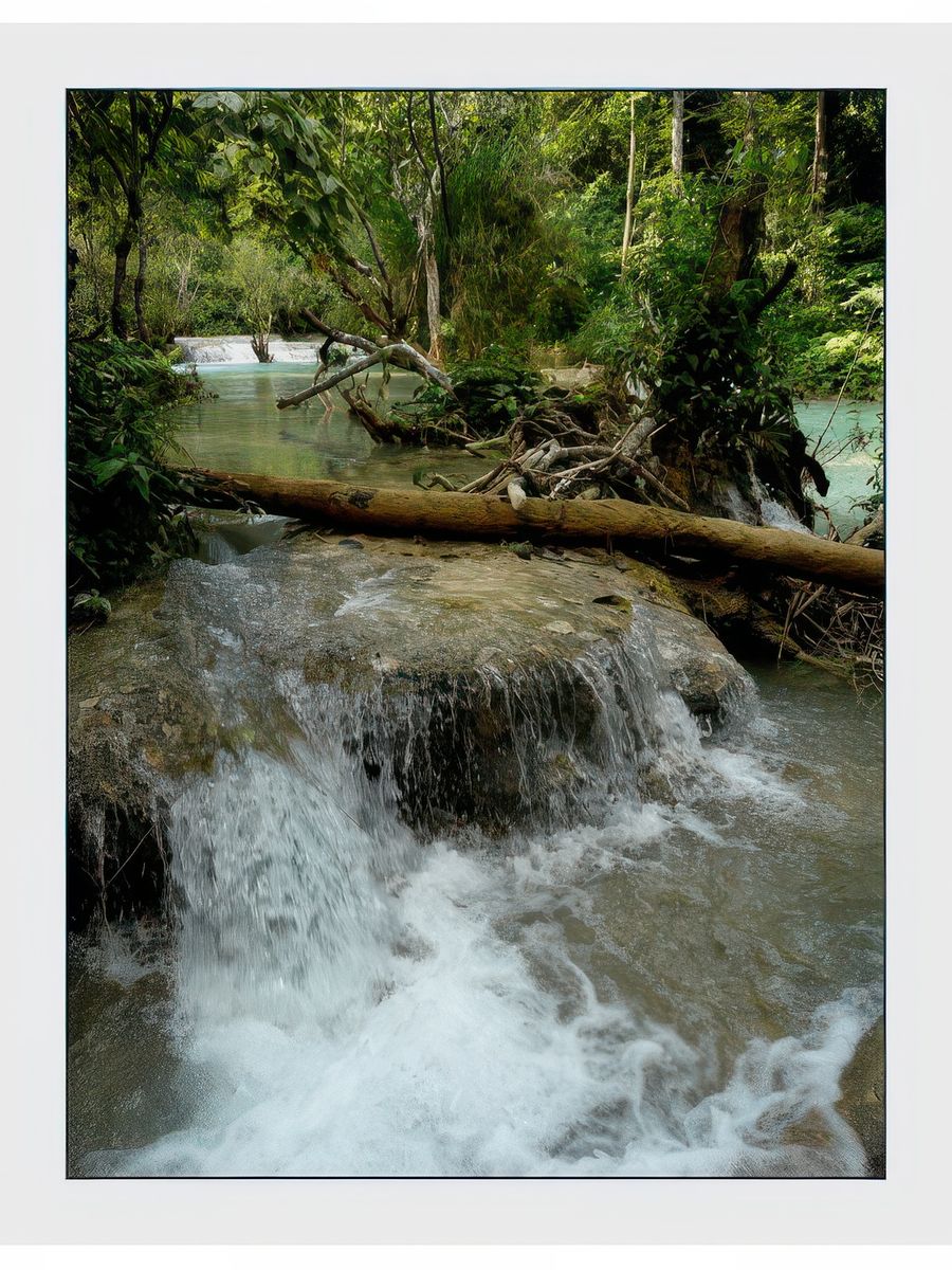 Une forêt les racines dans l'eau!