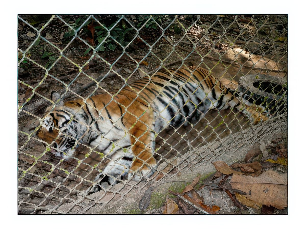 Ce tigre vit dans un grand enclos bâti dans la forêt. Les autorités l'ont repris bébé à un braconnier, mais il semble quelque peu déprimé d'être seul.