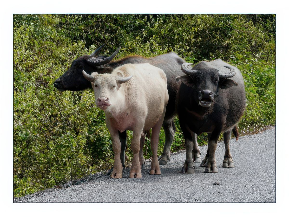 Qui est le plus surpris : les buffles ou nous?