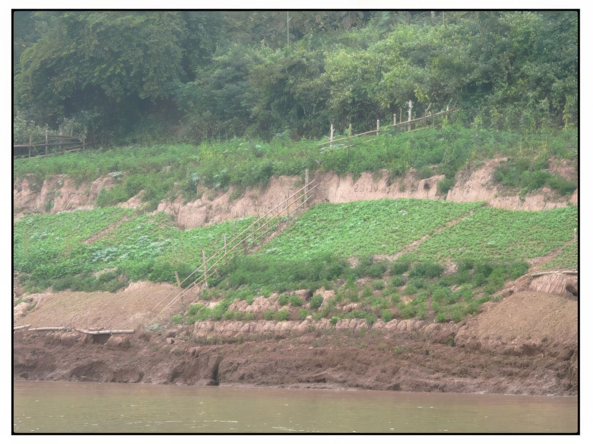 Les rives sont fertilisées au moment de la mousson. Le fleuve dépose une eau chargée de limon, à la saison sèche les terres sont cultivées.