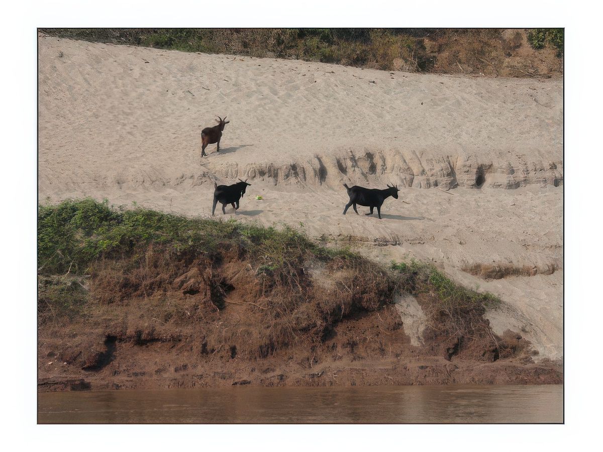 Les rives sont très sableuses mais ça n'a pas l'air de gêner les chèvres.