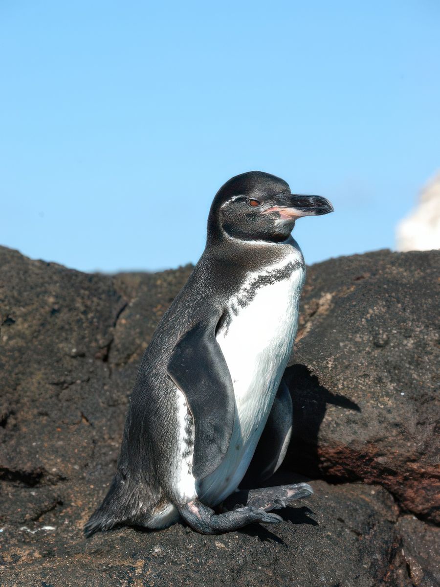 Le mancho des Galapagos, un peu plus petit que les autres et endémique