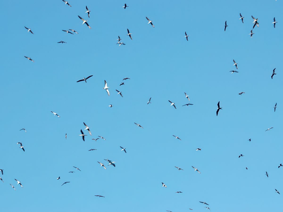 Des centaines de Boobies à pied bleu