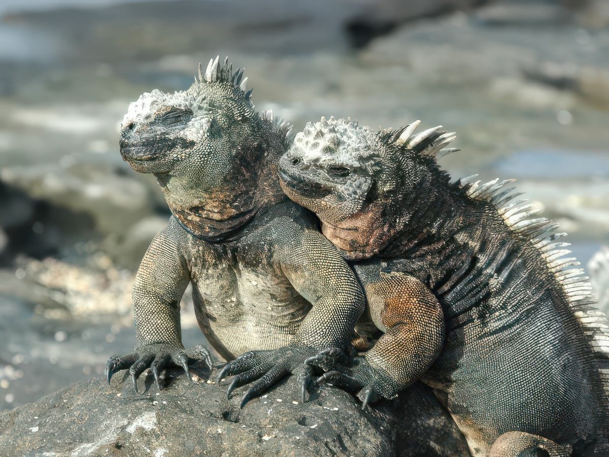 Les oiseaux et les animaux des Galapagos – Équateur