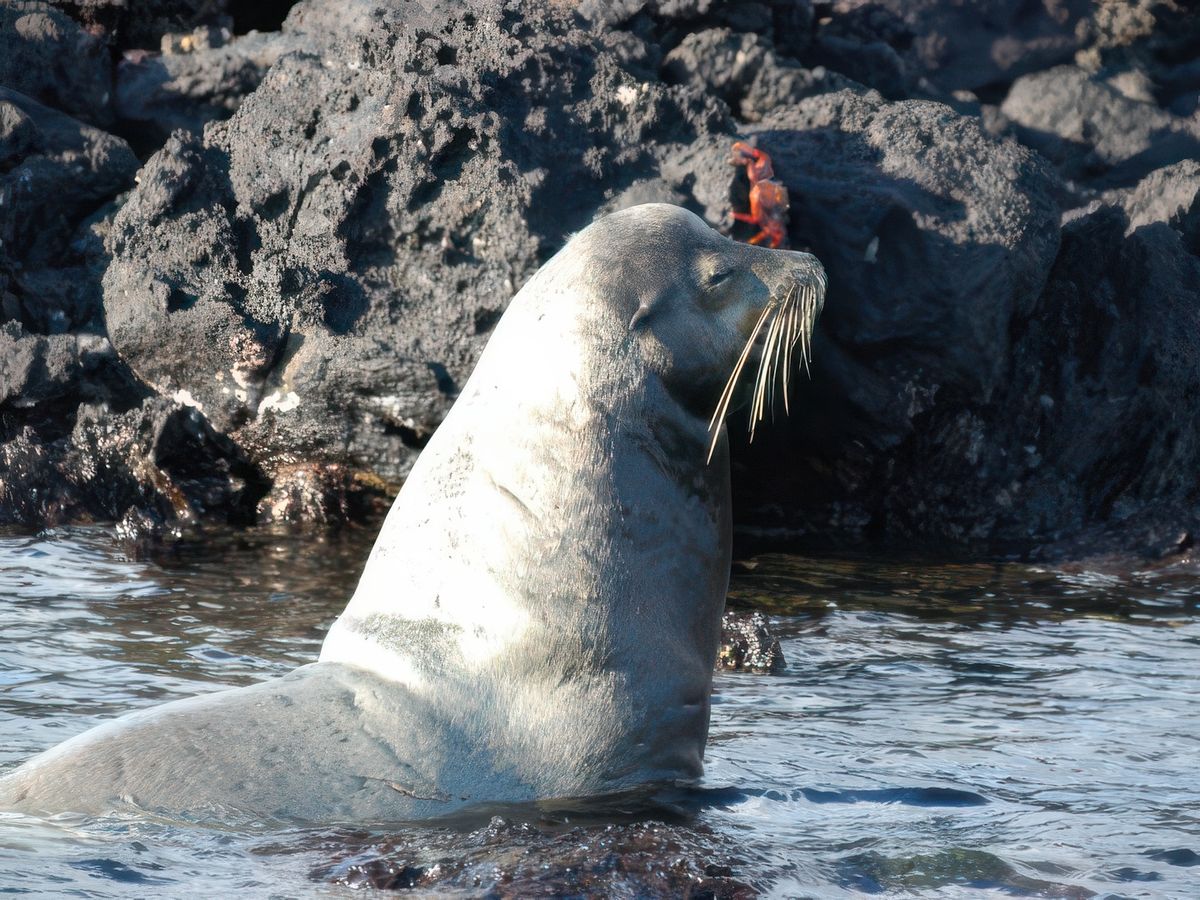 Les oiseaux et les animaux des Galapagos – Équateur