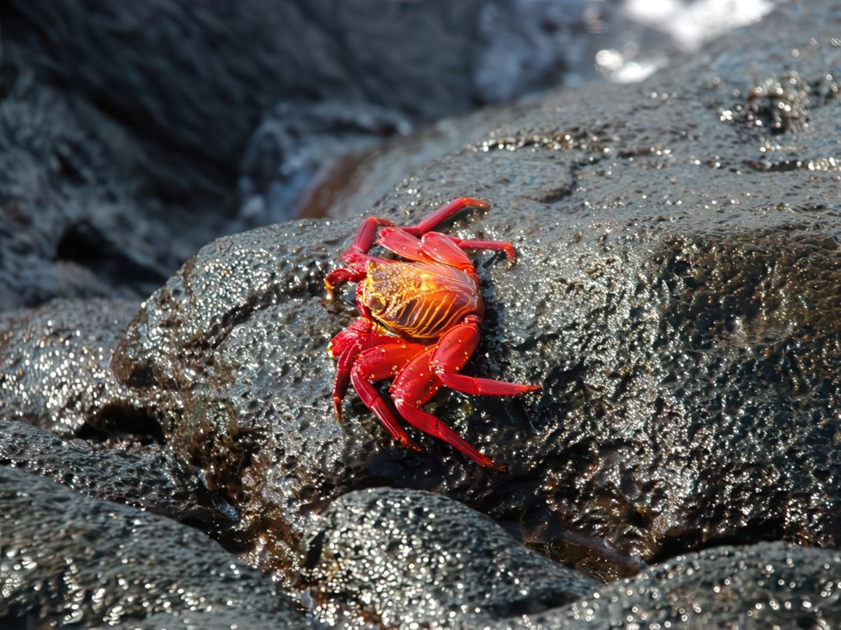 Superbes crabes rouge