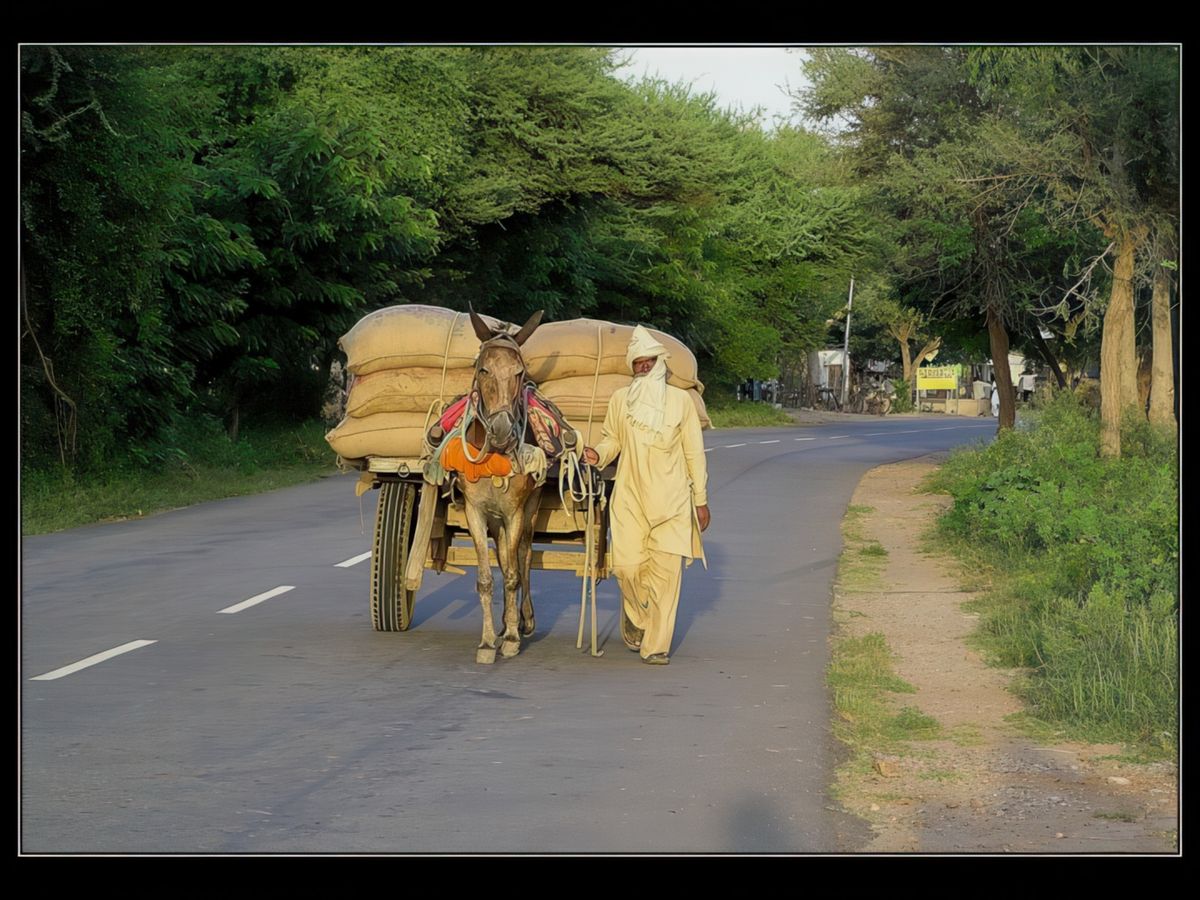 Les chevaux, mules, dromadaires et boeufs sont souvent employés pour le transport de marchandises.