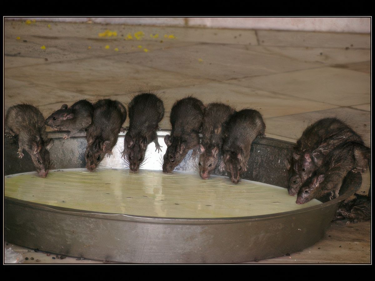 Le repas des rats est constitué par les offrandes des pélerins.