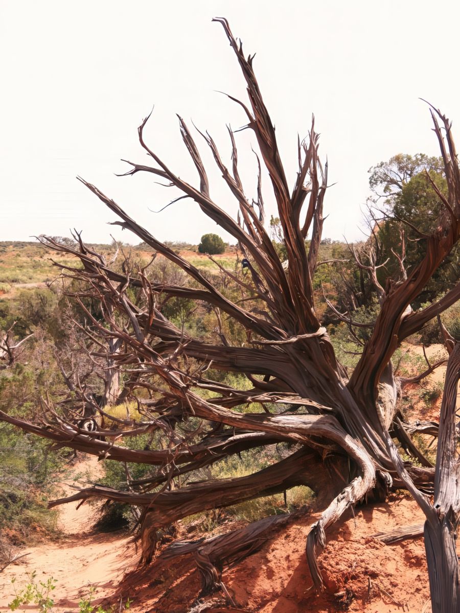 Beaucoup d'arbre mort....
