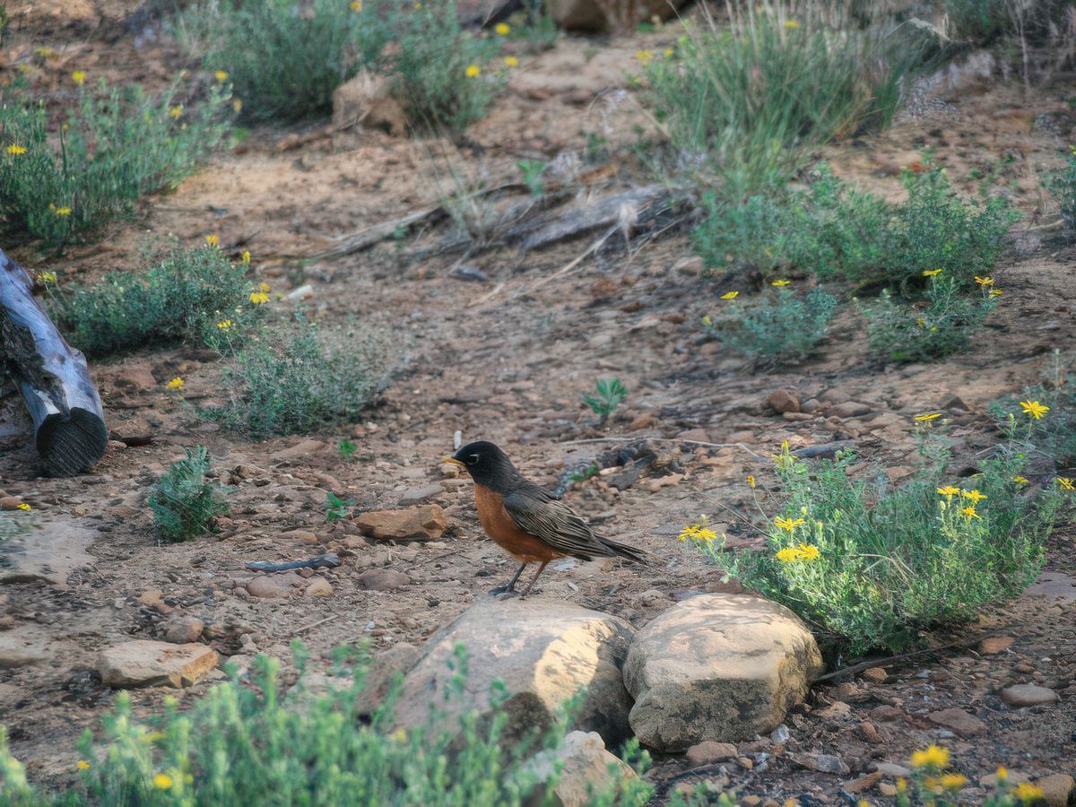De nombreux oiseaux dans ce parc