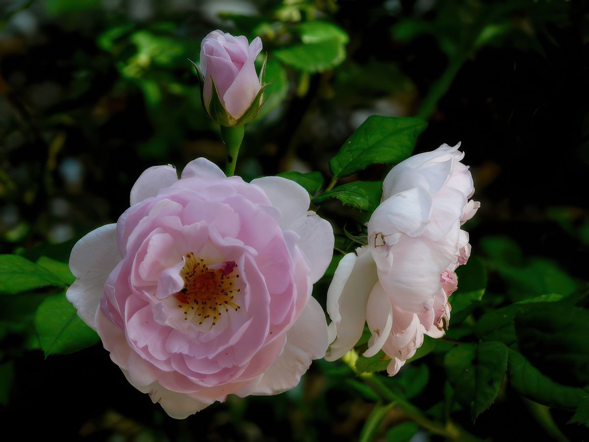 Les fleurs de l'Harmas.