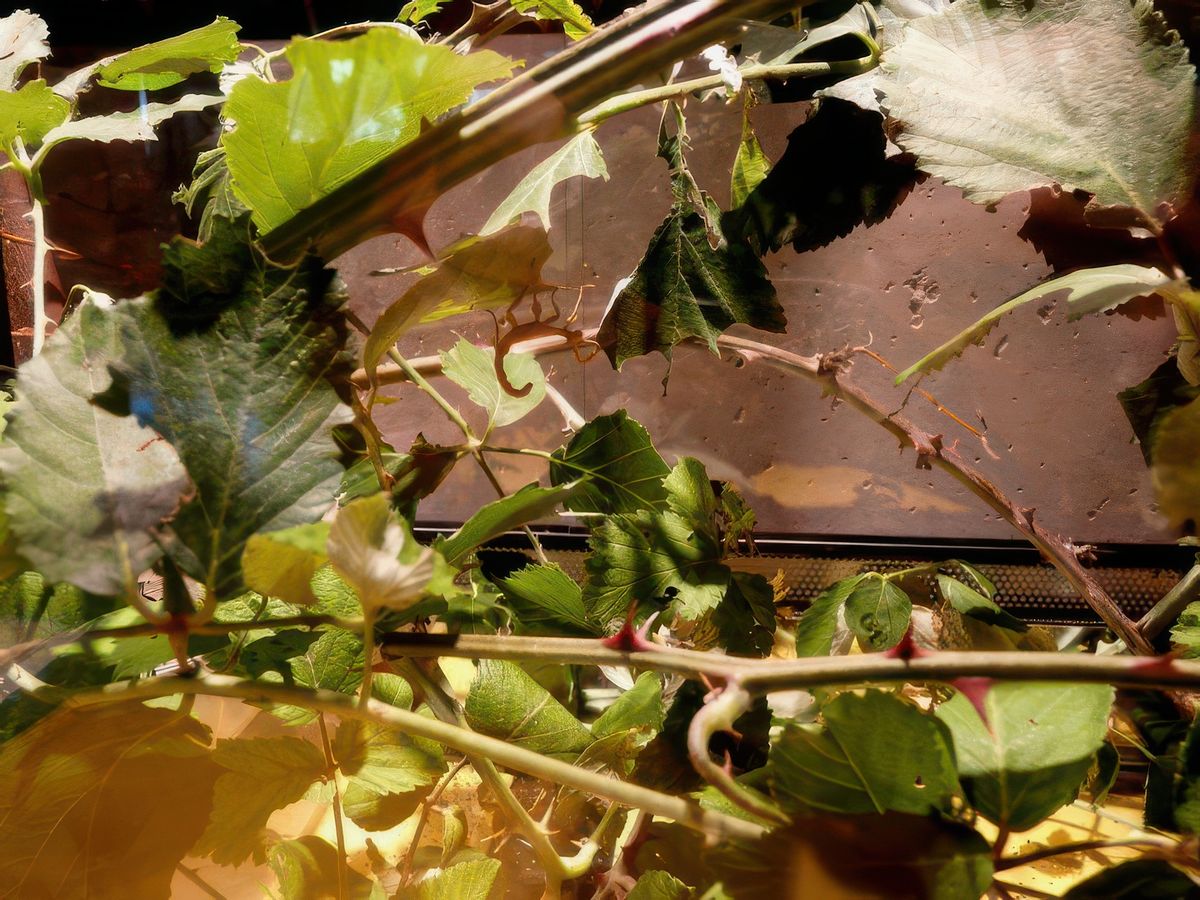 Phasme à tiare au Naturoptère.