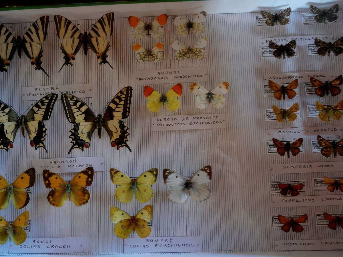 Collection de papillons au Naturoptère.