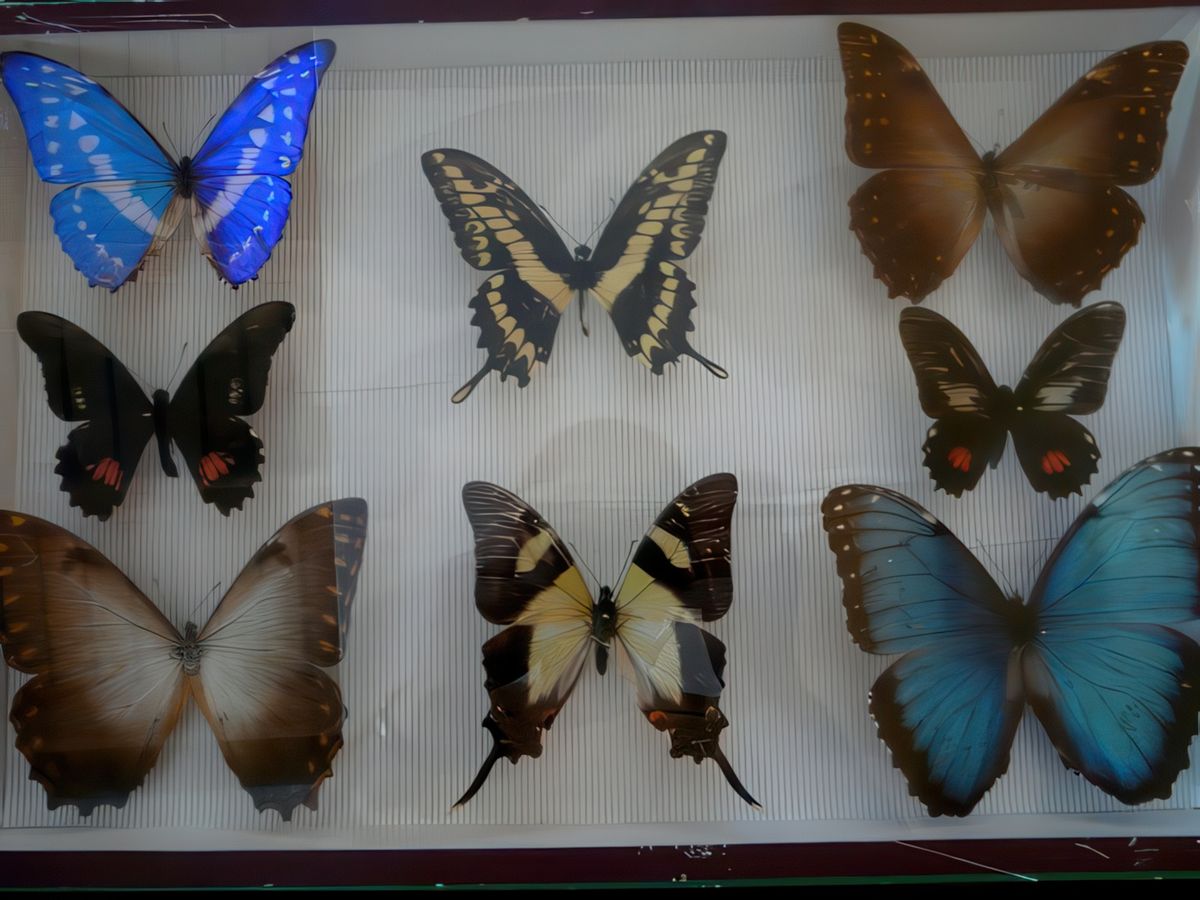 Collection de papillons au Naturoptère.
