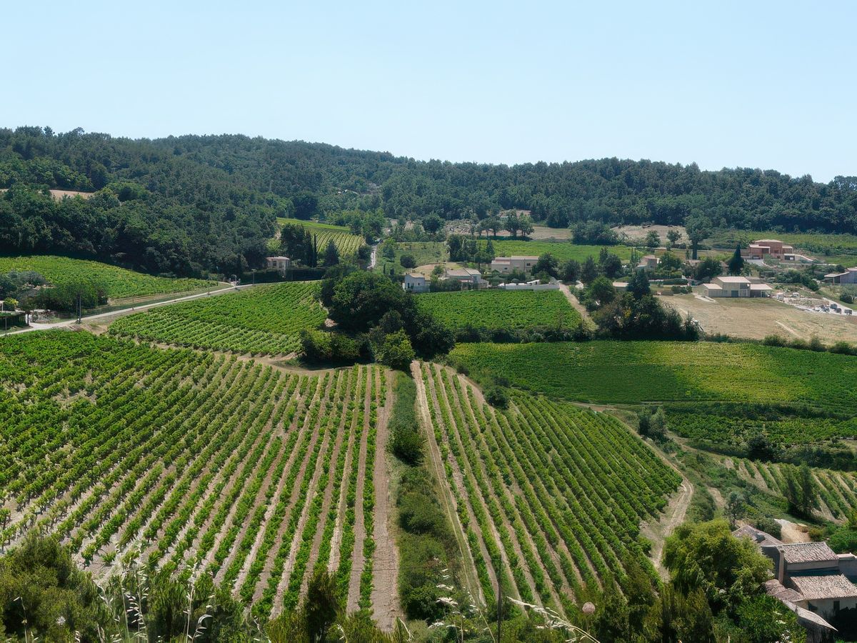 Vue sur les vignobles.