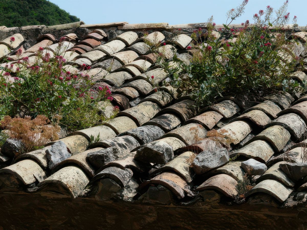 Quand la nature reprend ses droits sur les toitures!