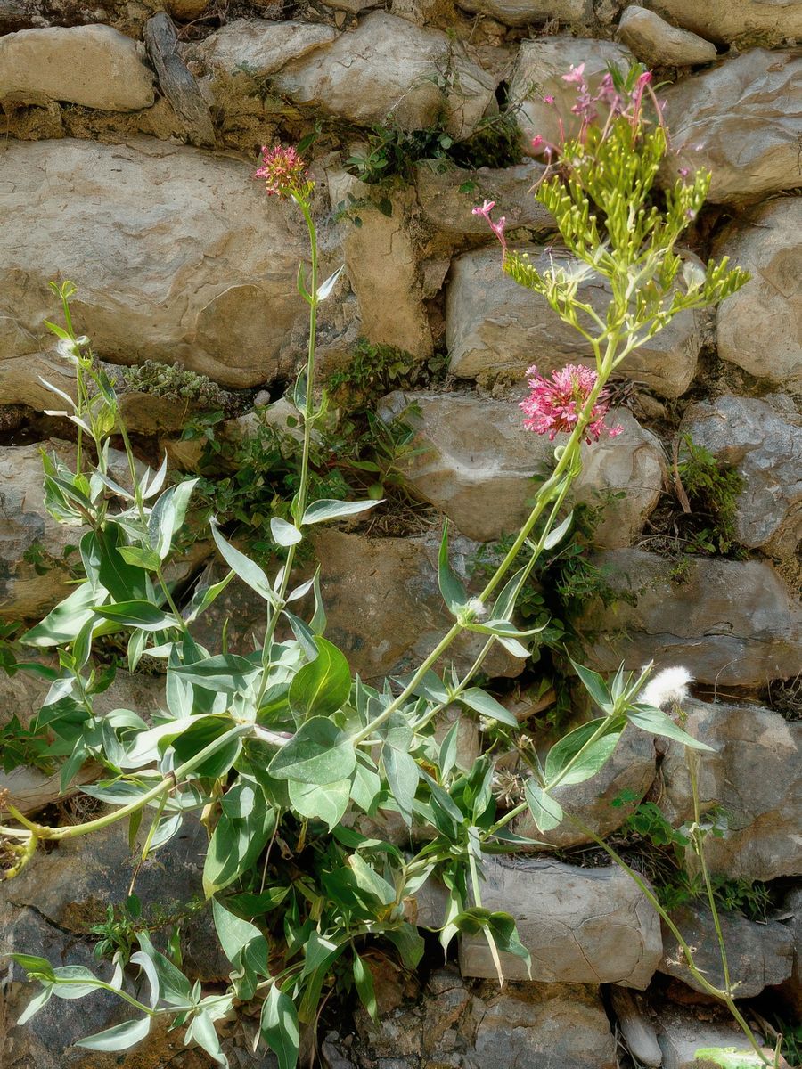 Le centranthe rouge appelée lilas d'Espagne ou valériane rouge est une plante herbacée vivace de la famille des Valérianacées. Cette plante aux fleurs parfumées, roses, rouges ou blanches, se plaît dans de nombreux endroits et affectionne particulièrement les vieux murs ou les rochers ensoleillés.