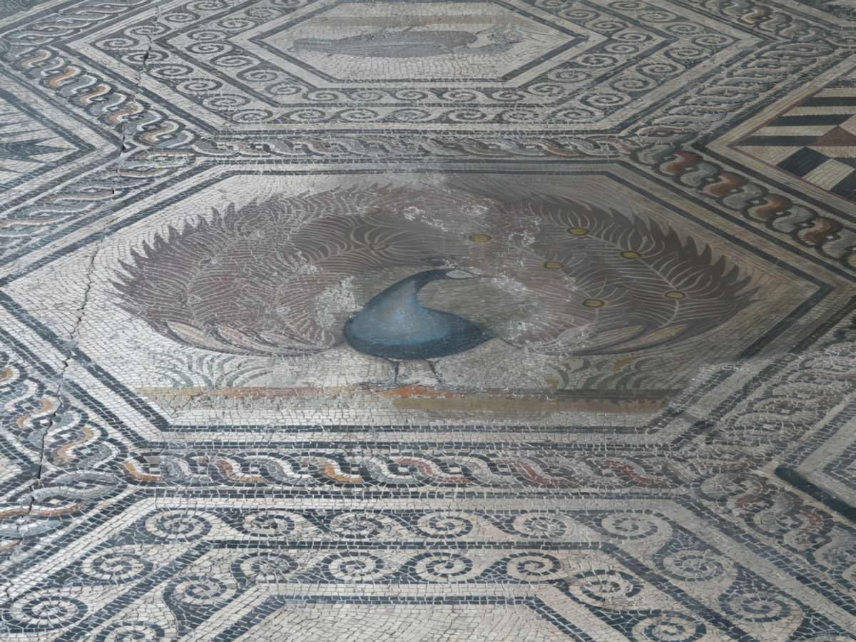 Musée archéologique Théo-Desplans. La Mosaïque du Paon.