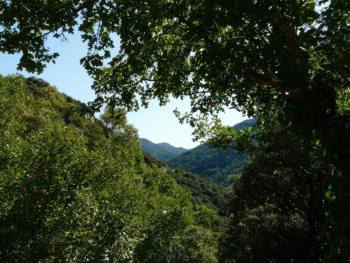 Voici le vert des chênaies.