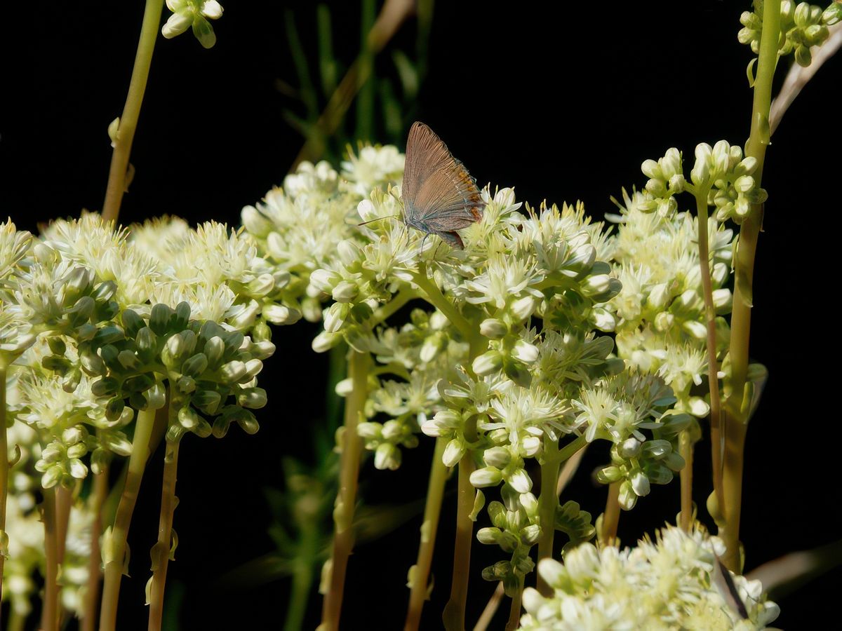 Le site est inclus dans la "Réserve de Biosphère" du Mont Ventoux. Cette réserve de biosphère comprend 6 zones centrales dont celles des gorges de la Nesque dont la diversité des milieux qu'elle offre a permis l'alimentation et la reproduction d'espèces protégée par la loi comme le Faucon pèlerin, l'Aigle royal ou encore la Salamandre tachetée.