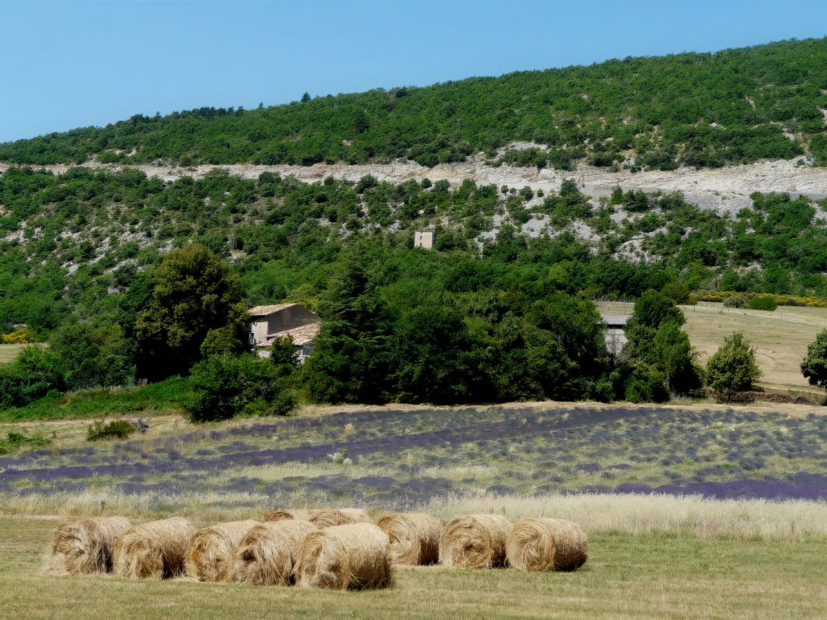 Couleurs or et mauve des champs de blé, d'épeautre et de lavande.