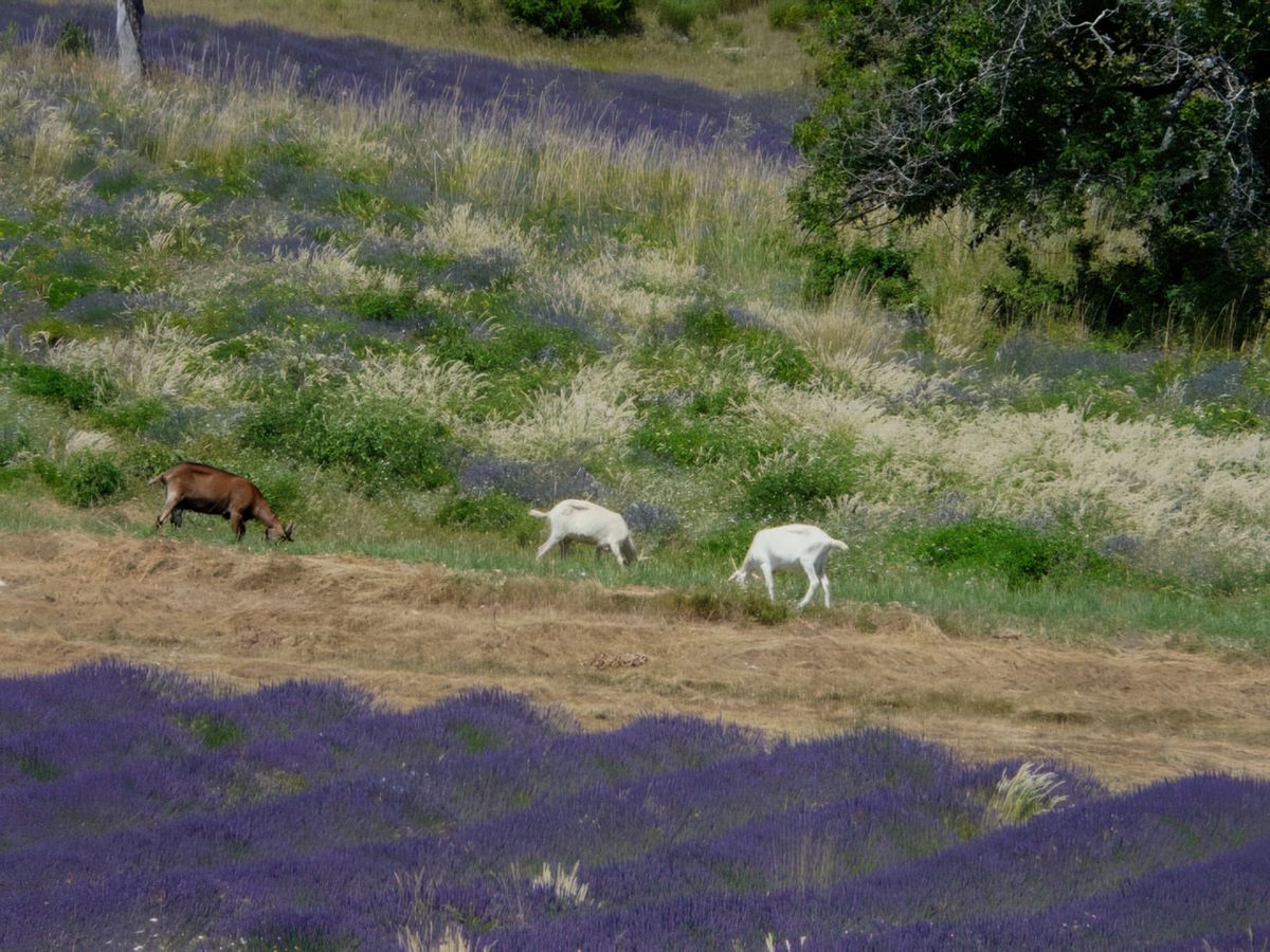 Une journée au pays de Sault – France