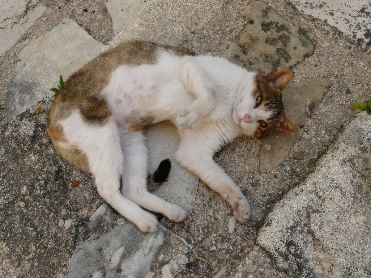 L'heure de la sieste!