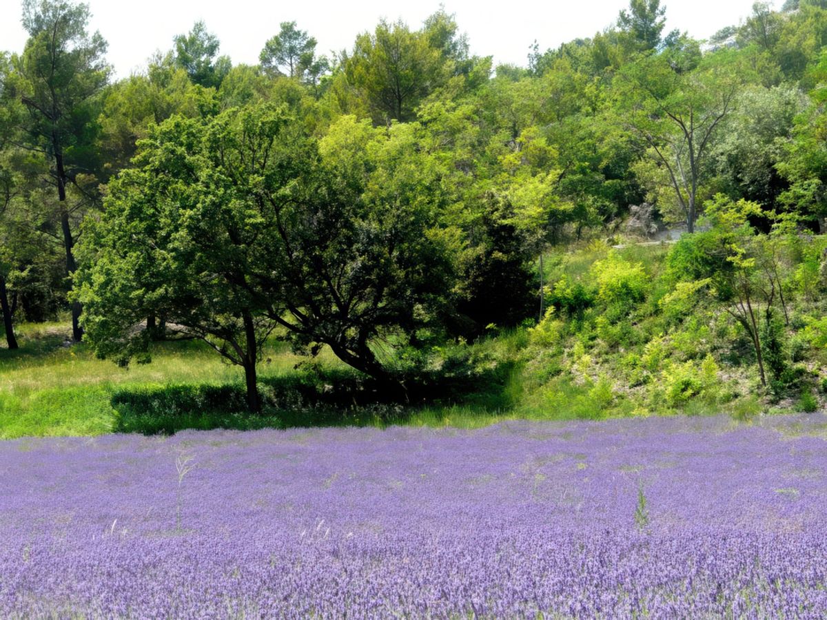 En juillet, la lavande est reine!