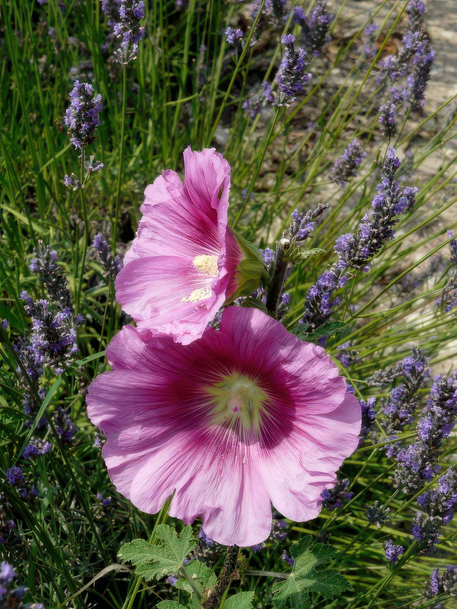 Sur la route de Gordes – France