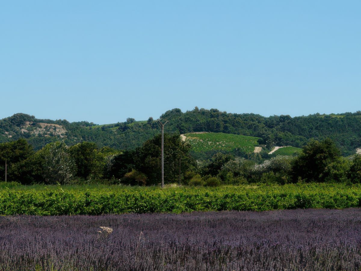 A travers vignes et lavandin.