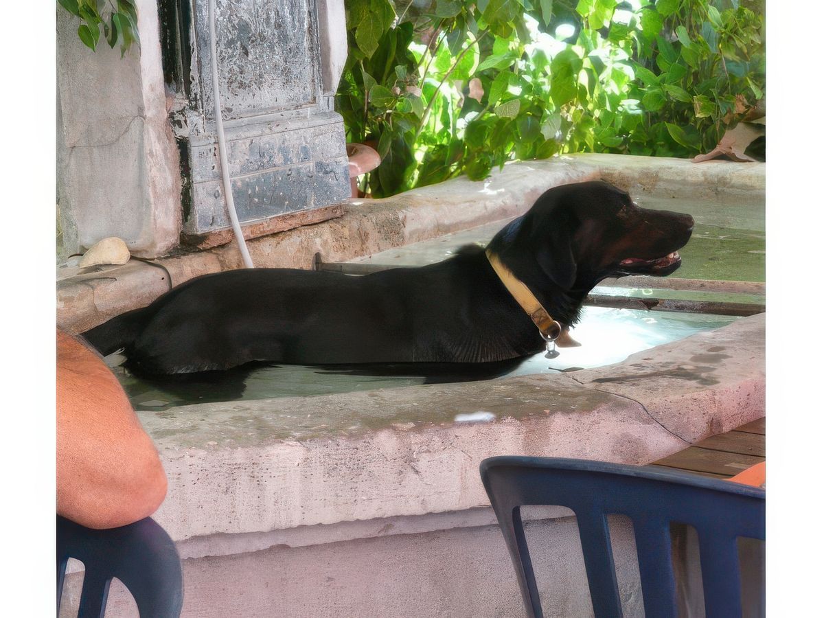 Un chien du Village vient se rafraichir dans la fontaine et nous rafraichit aussi au passage en s'ébrouant!