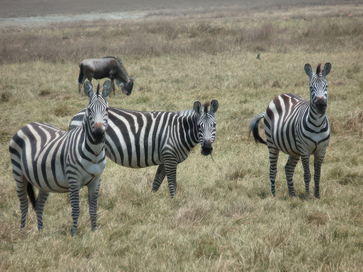 Comme les gnous, les gazelles et phacochères, les zèbres sont présents dans tous les parcs.