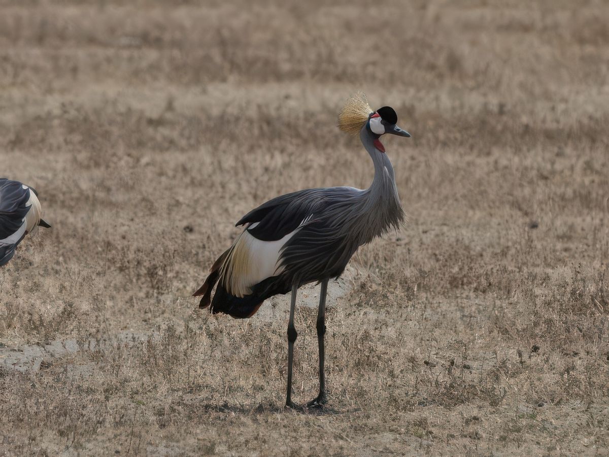 Grues royales, c'est le seul endroit où on les a vues.