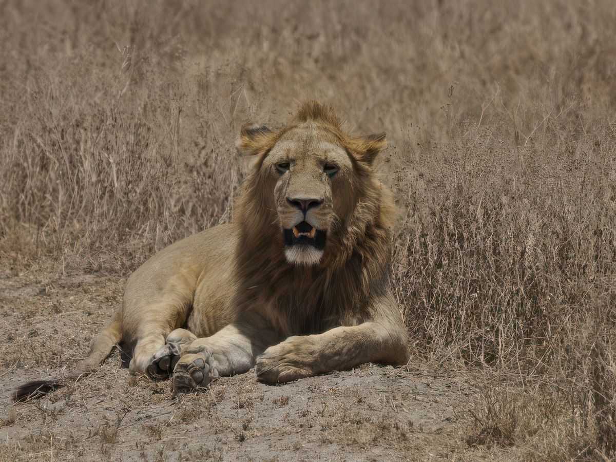Le roi, sa Majesté le Lion.