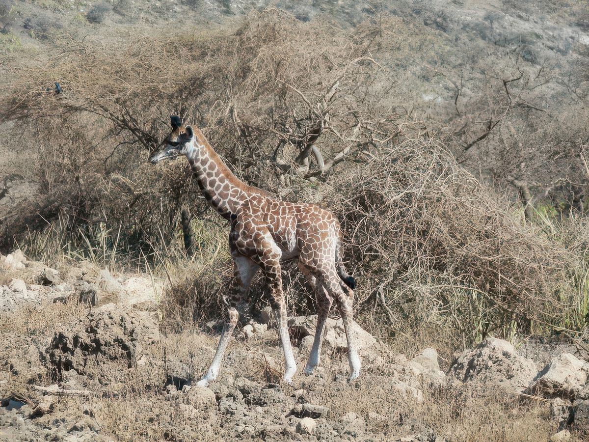 Girafon
