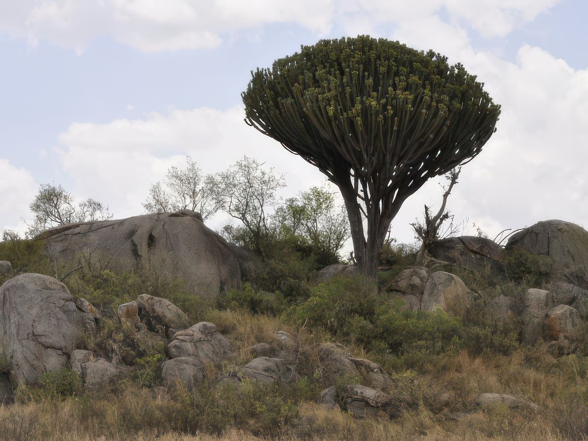 Kopjes et euphorbe. Les kopjes sont des amas de pierre et l'euphorbe est un arbre de la famille des euphorbiacées mais ça ressemble à un cactus !.