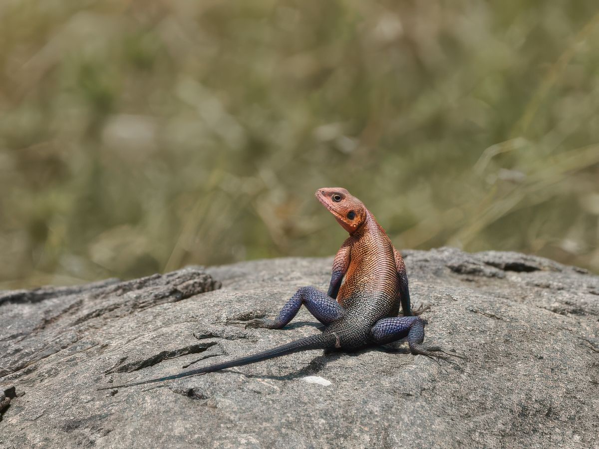 Le seul lézard de cette espèce que l'on ait vu.