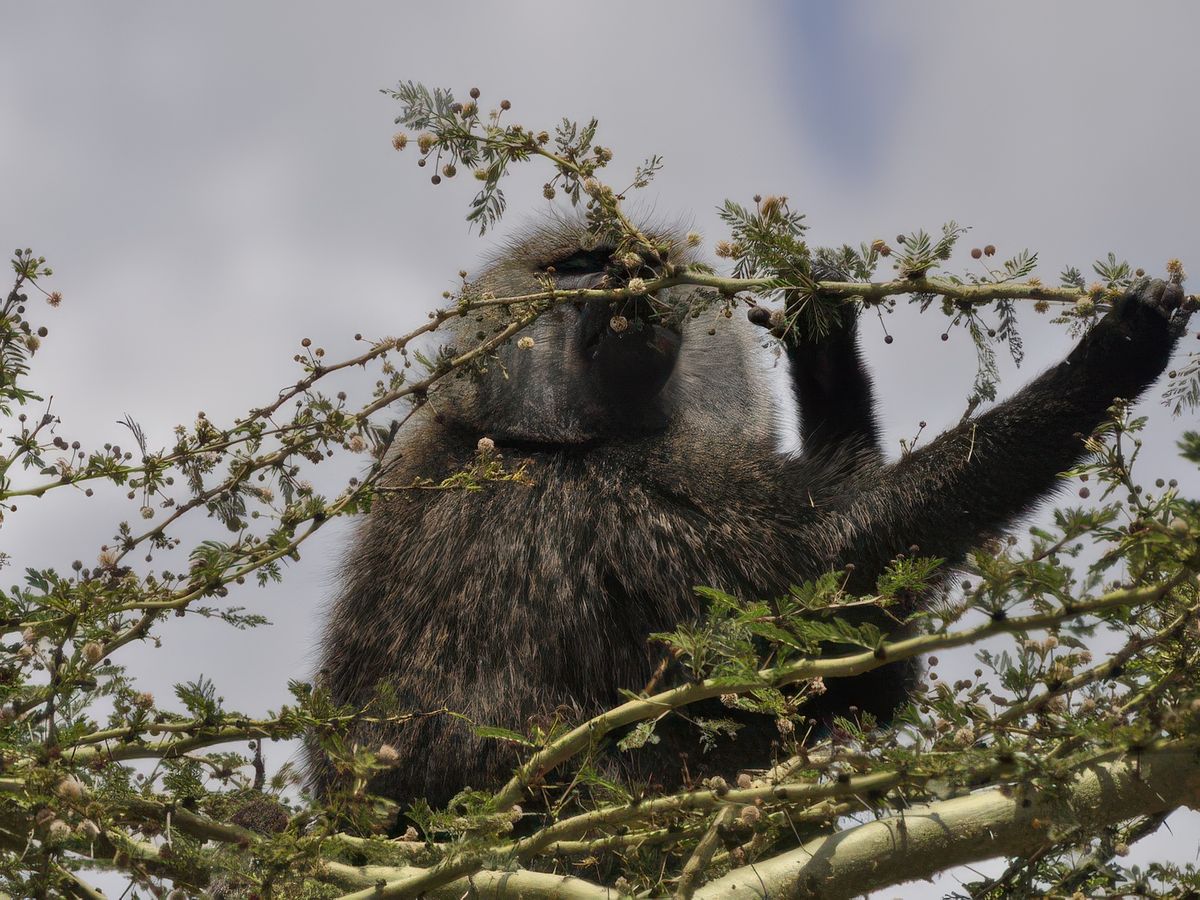 Un baboin mange les fleurs d'un acacia jaune