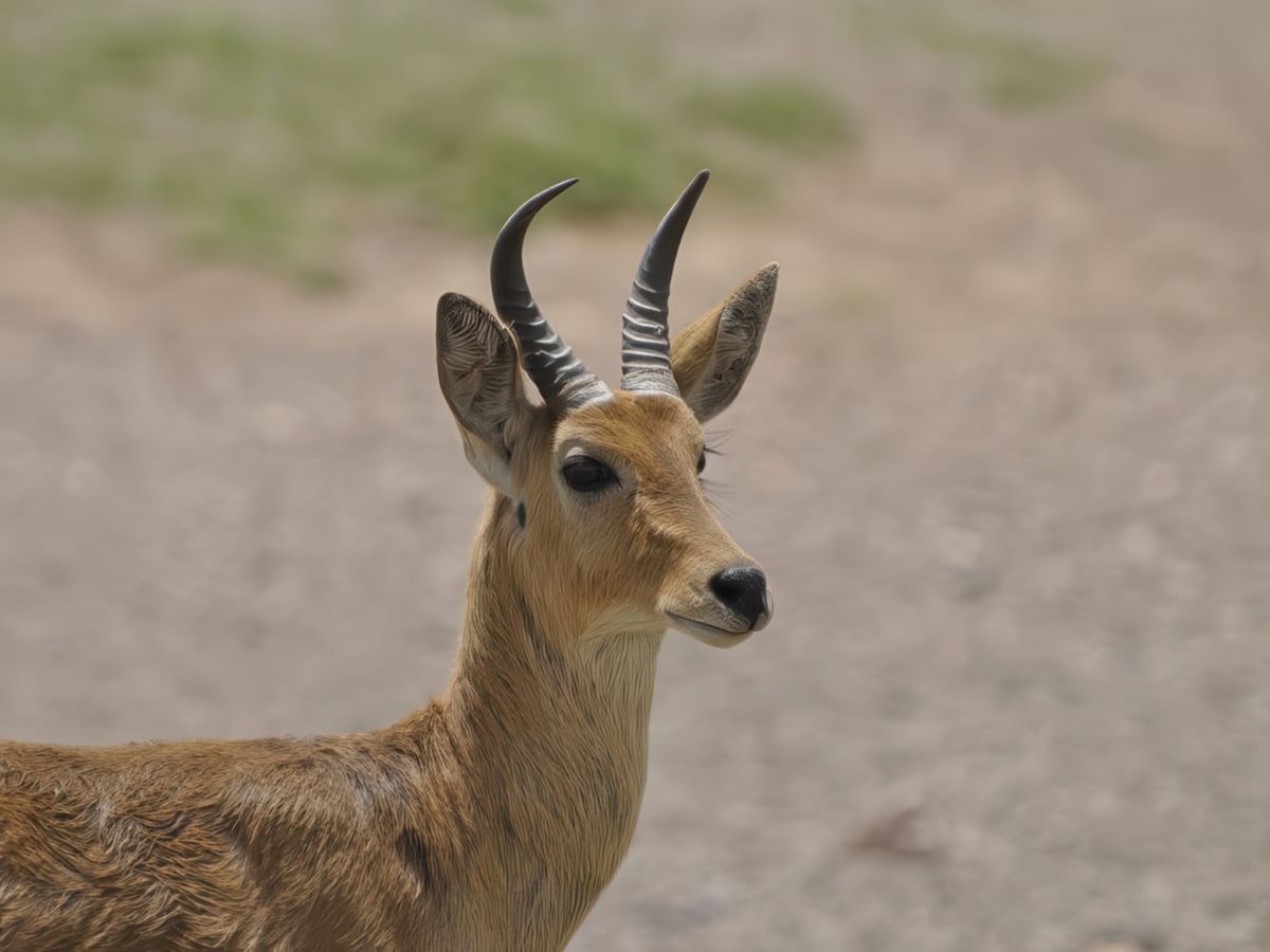 Antilope des roseaux