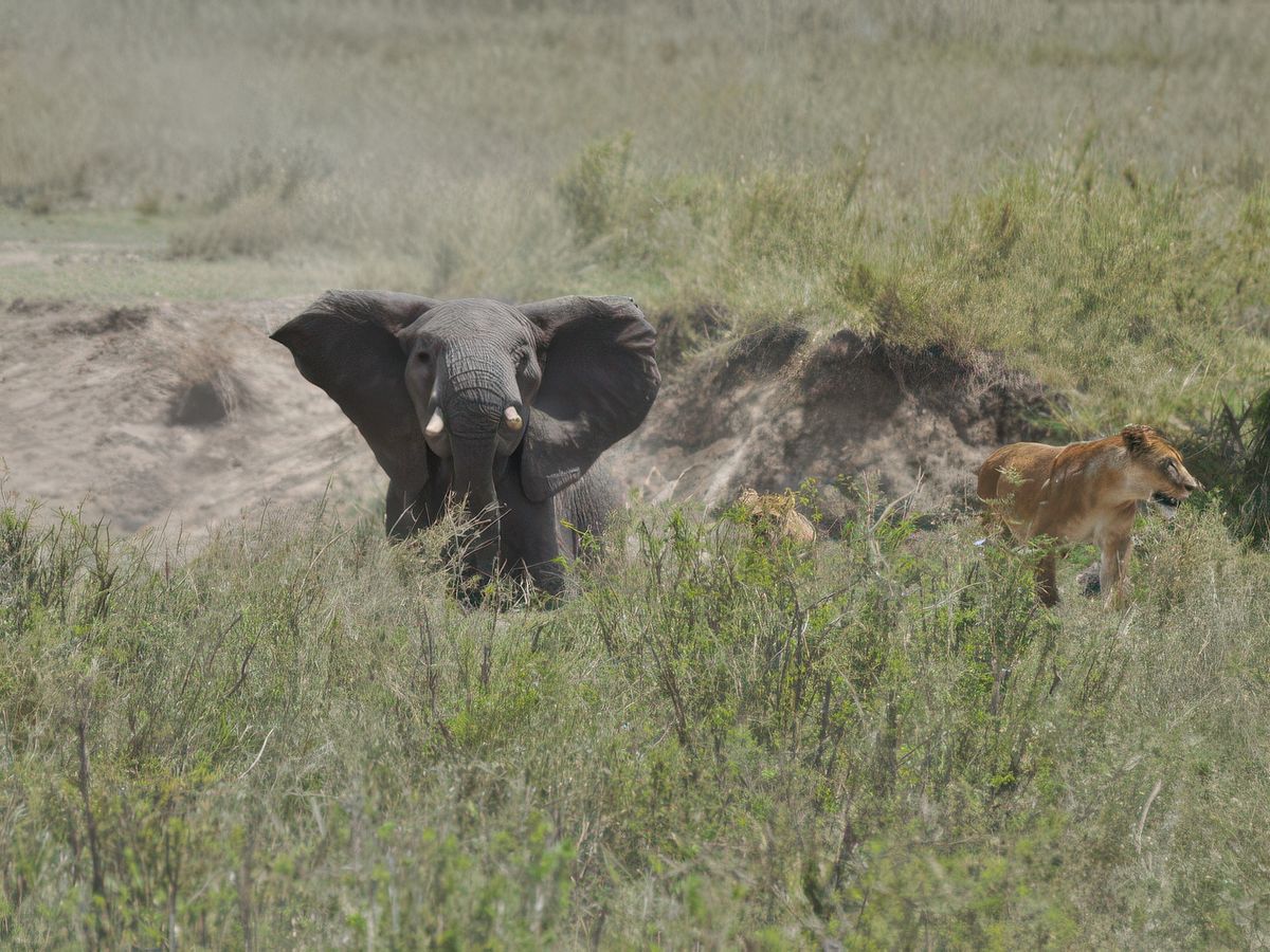 Un éléphante charge des lionnes et lionceaux.