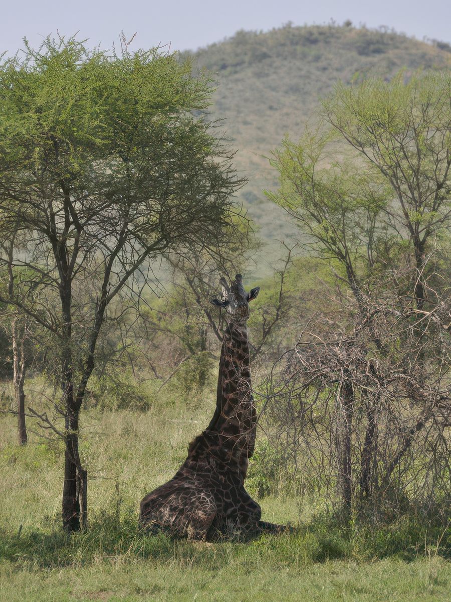 Le repos de la girafe