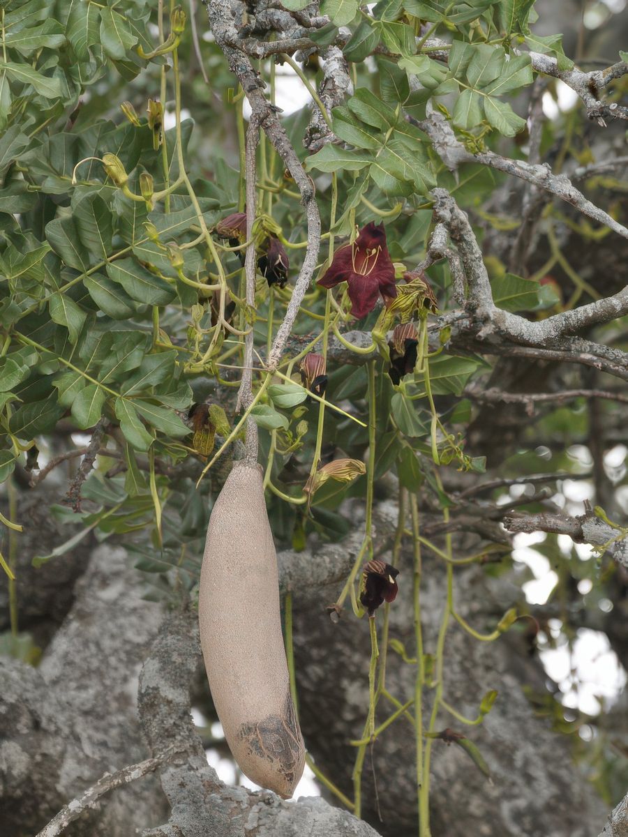 Kigelia africana ou arbre à saucisses