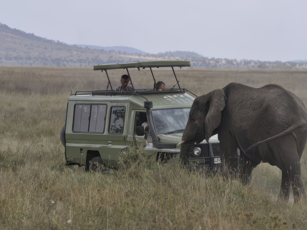 Pas contente ... un éléphant charge un 4x4. Le 4x4 a reculé vite fait !!!